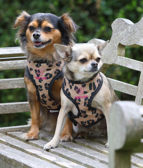 Digby & Fox Leopard Print Dog Harness