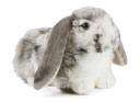 Living Nature Grey Dutch Lop Eared Rabbit 30cm