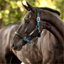 LeMieux Capella Headcollar - Marine