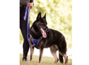 LeMieux Henley Bungee Dog Lead Bluebell