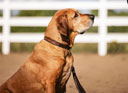 LeMieux Cambridge Dog Collar Mahogany/Tan