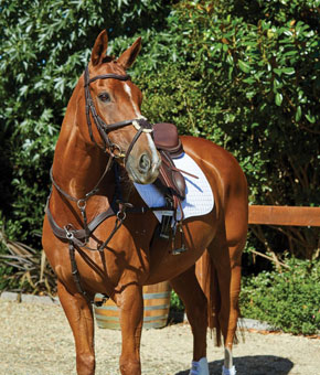 Collegiate ComFiTec Grackle Bridle Brown