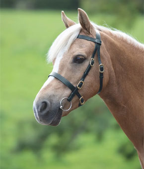 Shires Velociti GARA Plain Inhand Bridle