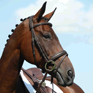 Collegiate Syntovia Raised Flash Bridle Brown