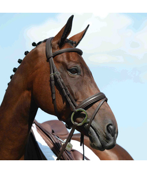 Collegiate Syntovia Raised Flash Bridle Brown