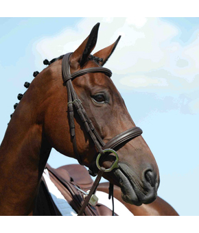 Collegiate Syntovia Raised Cavesson Bridle Brown