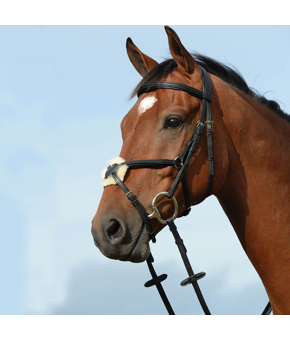 Collegiate Syntovia Raised Grackle Bridle Black