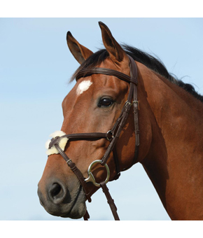 Collegiate Syntovia Raised Grackle Bridle Brown