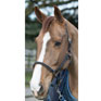 LeMieux Break Away Headcollar - Black