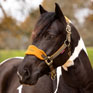 LeMieux Vogue Headcollar & Leadrope - Alpine