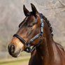 LeMieux Capella Headcollar - Petrol