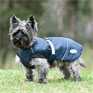 Weatherbeeta Explorer Medium Dog Coat